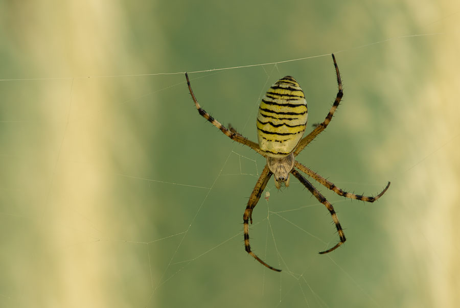 Wespenspinne (Argiope bruennichi)