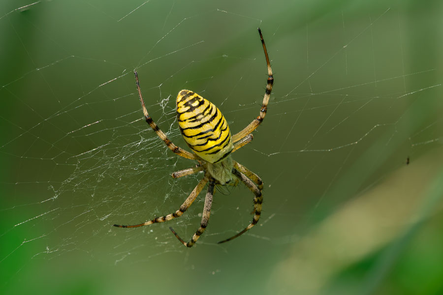 Wespenspinne (Argiope bruennichi)