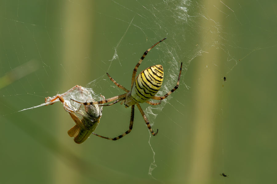 Wespenspinne (Argiope bruennichi)