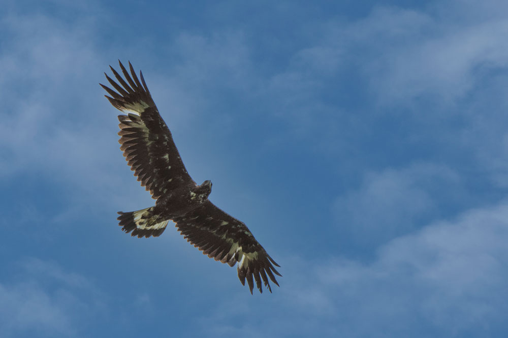 Steinadler (Aquila chrysaetos)