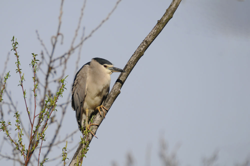 Nachtreiher (Nycticorax nycticorax)