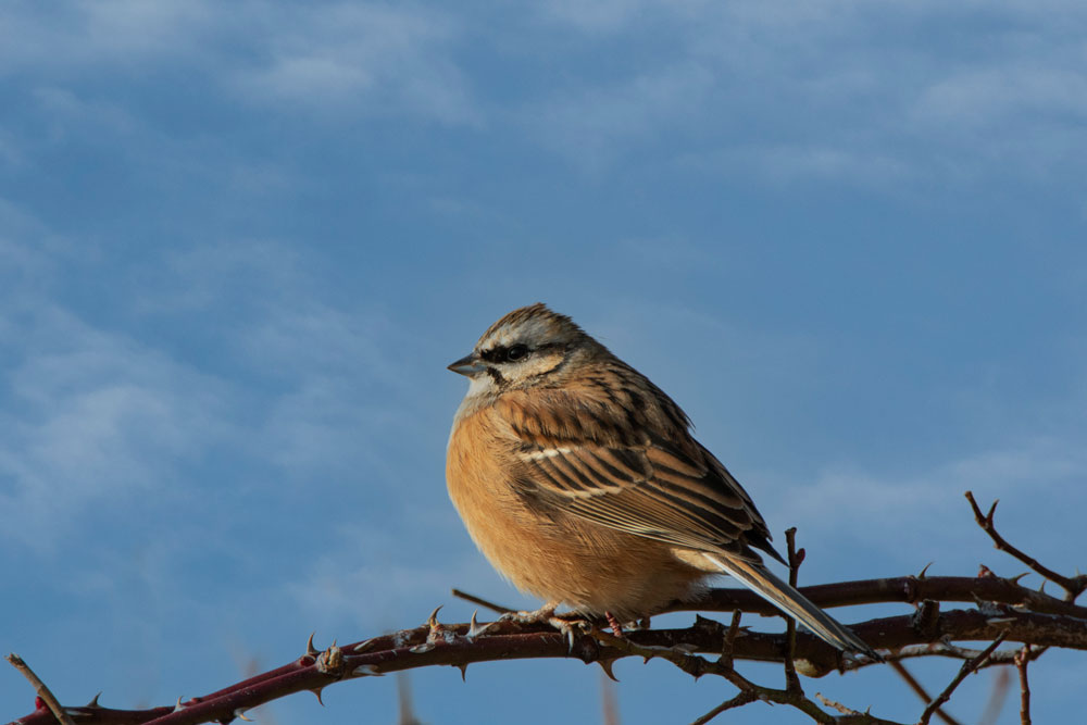 Zippammer (Emberiza cia)