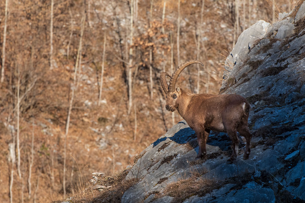 Alpensteinbock (Capra ibex)