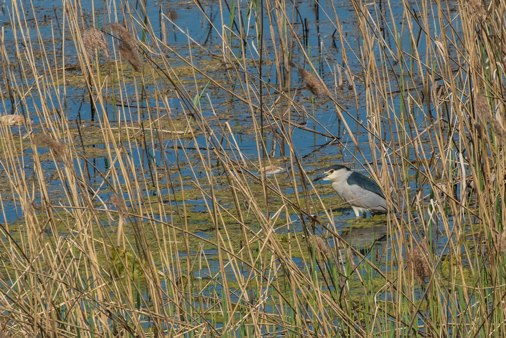 Nachtreiher (Nycticorax nycticorax)