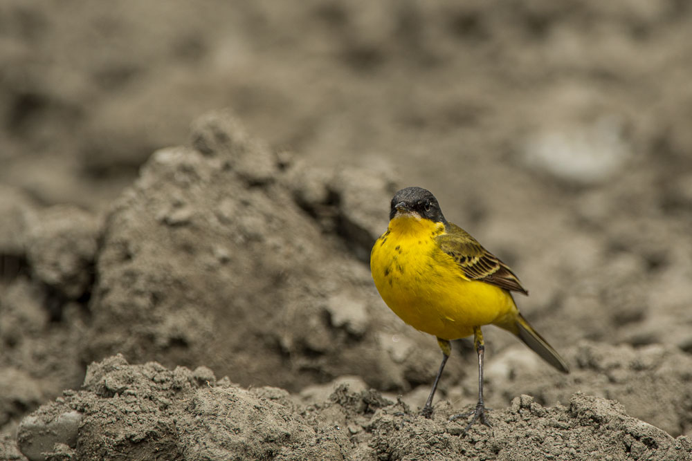 Maskenschafstelze (Motacilla flava feldegg) Untervaz