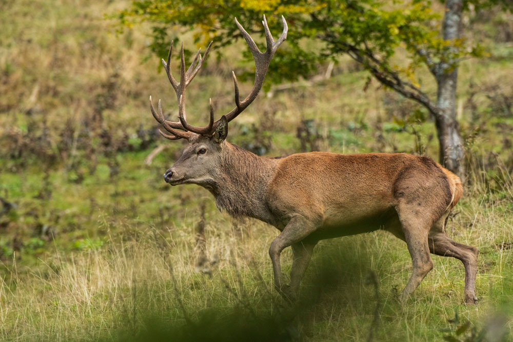 Rothirsch (Cervus elaphus)