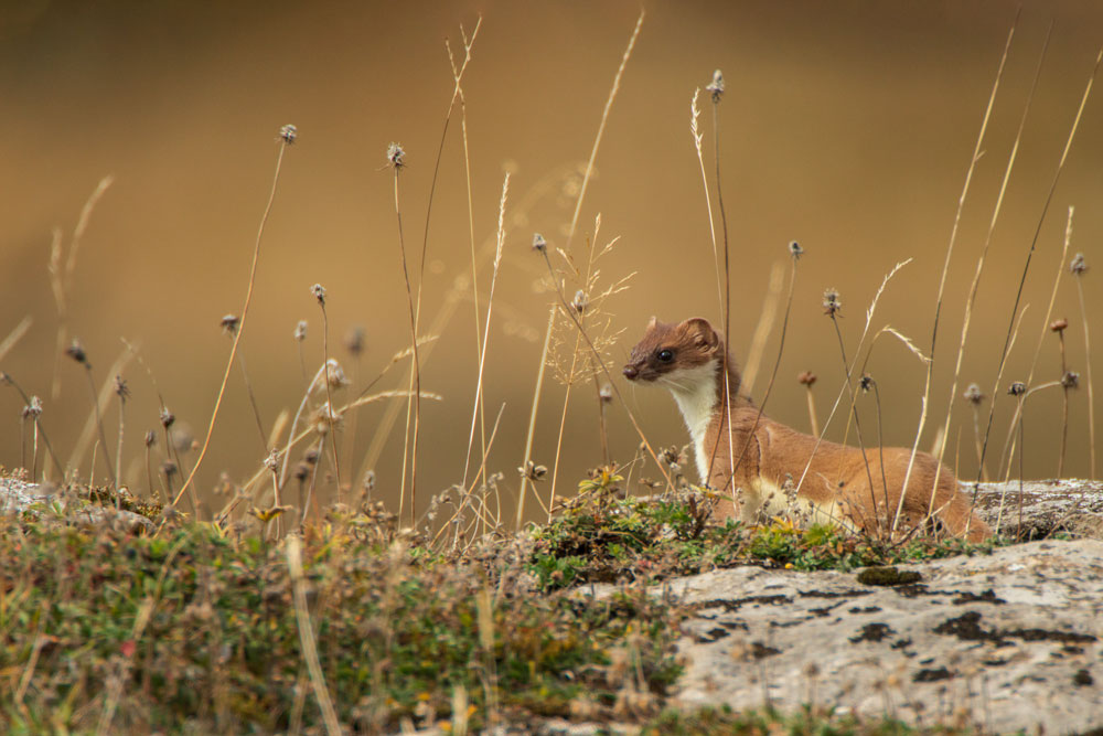 Hermelin (Mustela erminea)