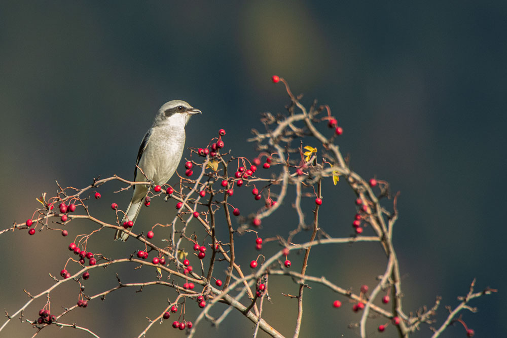 Raubwürger (Lanius excubitor)