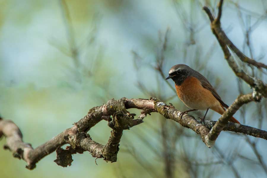 Gartenrotschwanz (Phoenicurus phoenicurus)