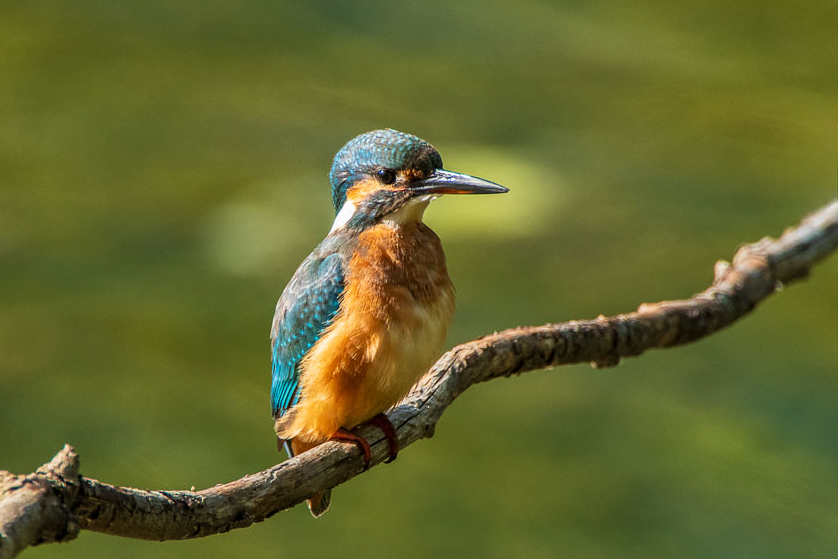 Eisvogel (Alcedo atthis)